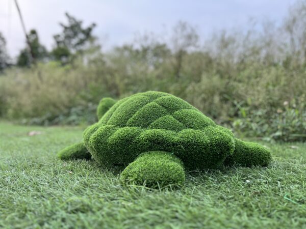 Artificial turf turtle 3 IMG_7693 1