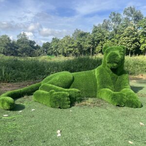 Artificial Grass Sitting Lioness 2IMG_6984