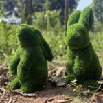 Bunny Topiary pair IMG_5309