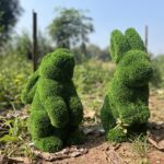 Bunny topiary pair 6 IMG_5312